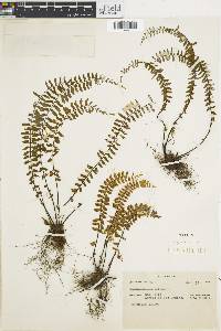 Asplenium monanthes image