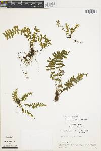 Asplenium otites image