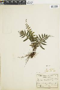 Asplenium radicans var. radicans image