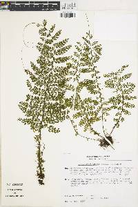 Asplenium rutaceum image