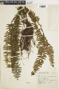 Asplenium sessilifolium image