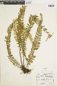 Asplenium sessilifolium image