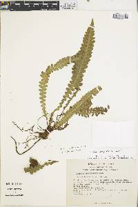 Austroblechnum stoloniferum image