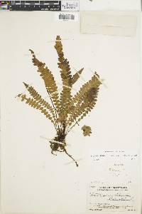 Austroblechnum stoloniferum image