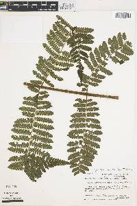 Cyathea multiflora image