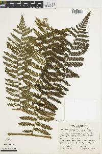 Cyathea multiflora image