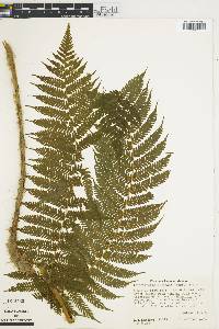 Cyathea godmanii image