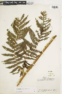 Cyathea godmanii image