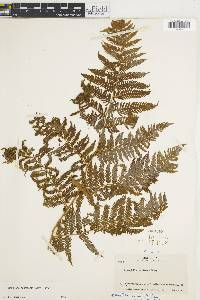 Cyathea microdonta image