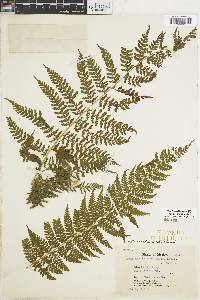 Dennstaedtia cicutaria image