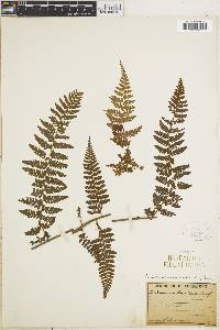 Dennstaedtia auriculata image