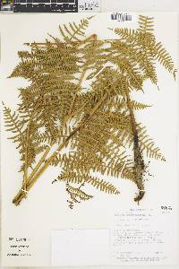 Pteridium arachnoideum subsp. arachnoideum image