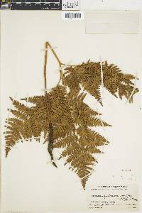 Pteridium feei image