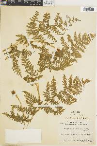 Dryopteris karwinskyana image