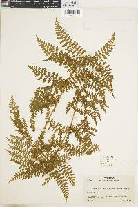 Dryopteris karwinskyana image