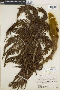 Dicksonia sellowiana image