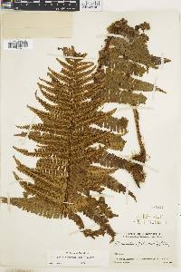 Dryopteris wallichiana subsp. wallichiana image