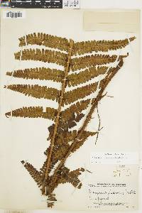 Dryopteris wallichiana subsp. wallichiana image