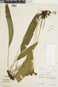 Image of Elaphoglossum biolleyi