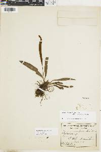 Image of Elaphoglossum brenesii