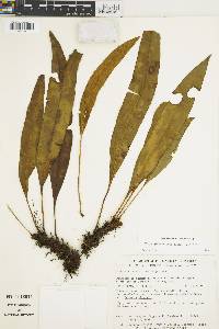 Elaphoglossum latifolium image