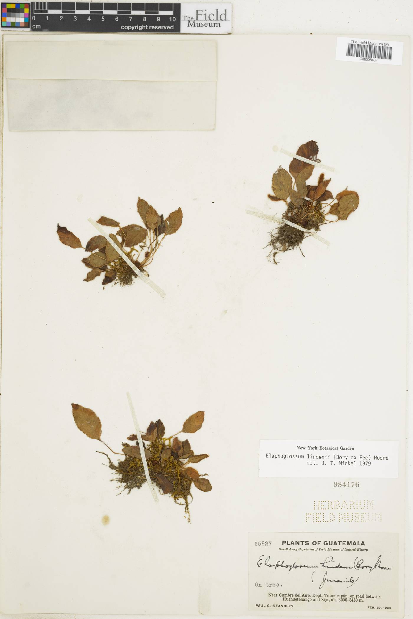 Elaphoglossum lindenii image