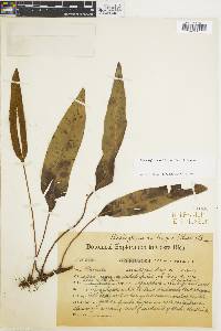 Elaphoglossum lingua image