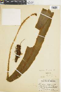 Elaphoglossum obscurum image
