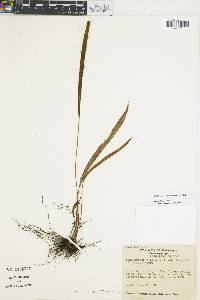 Elaphoglossum rubescens image