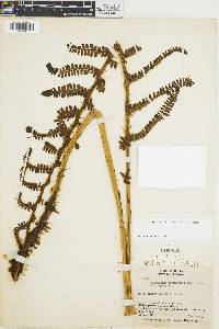 Polystichum concinnum image