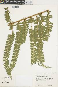 Polystichum concinnum image