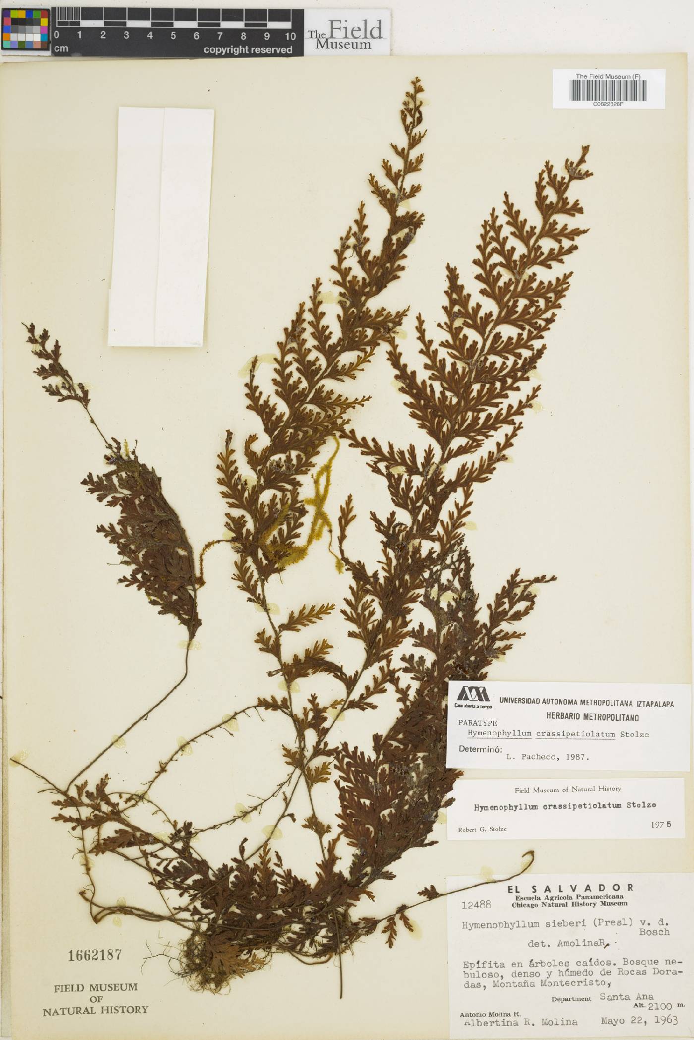 Hymenophyllum crassipetiolatum image