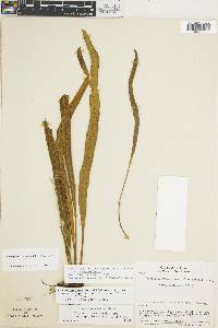 Campyloneurum amphostenon var. amphostenon image