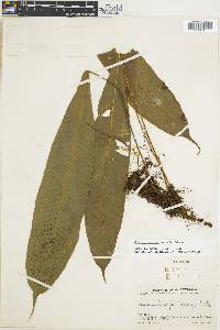 Campyloneurum tenuipes image