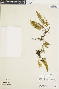Lellingeria apiculata image