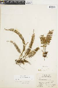 Pleopeltis cryptocarpos image