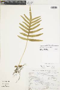 Polypodium colpodes image