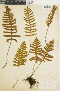 Polypodium plebeium image