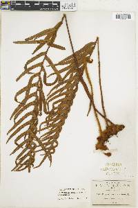 Pleopeltis lepidotricha image