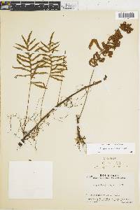 Pleopeltis montigena image