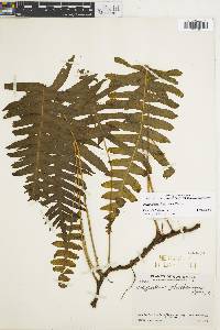 Polypodium plesiosorum image