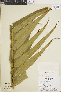 Pteris grandifolia image