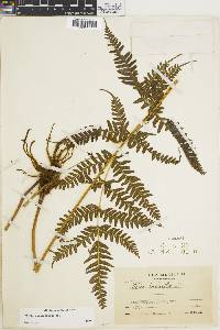 Pteris paucinervata image