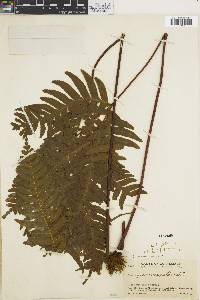 Pteris paucinervata image