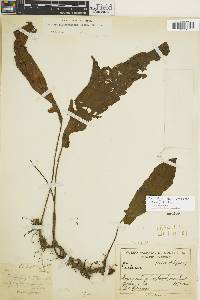 Hypoderris nicotianifolia image