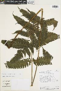 Steiropteris seemannii image