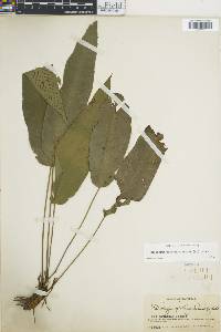 Diplazium plantaginifolium image