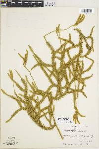 Lycopodium clavatum subsp. clavatum image