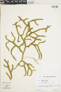 Lycopodium clavatum subsp. clavatum image