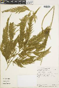 Selaginella anceps image